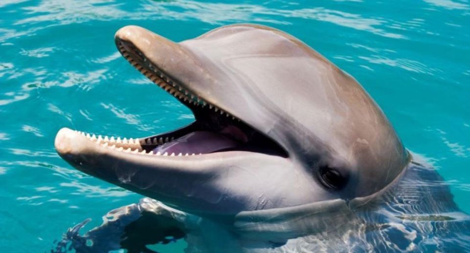 Swim With Dolphins at Ocean World Puerto Plata - Cancellation and Payment Options