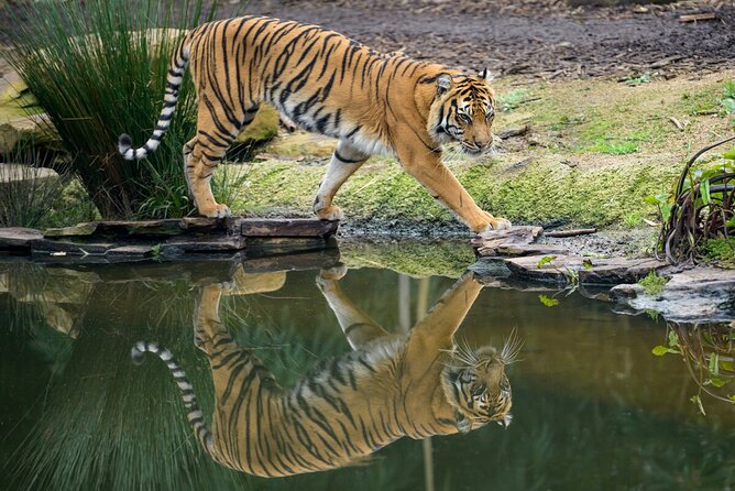 Tiger Experience at Melbourne Zoo - Excl. Entry - Cancellation Policy