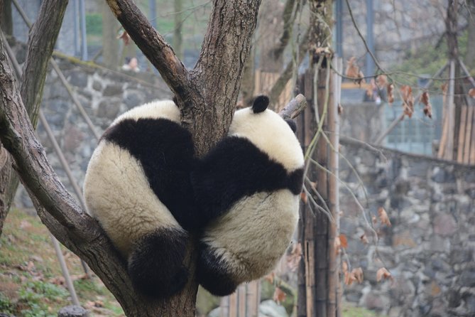 Visiting Dujiangyan Wolong Panda Base Optional Volunteering - Additional Information