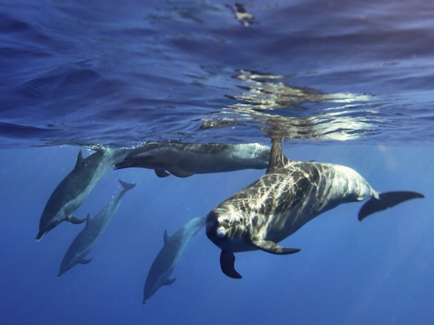 Waikiki: Monk Seal Bay Dolphin and Turtle Jet Snorkel Tour - Common questions