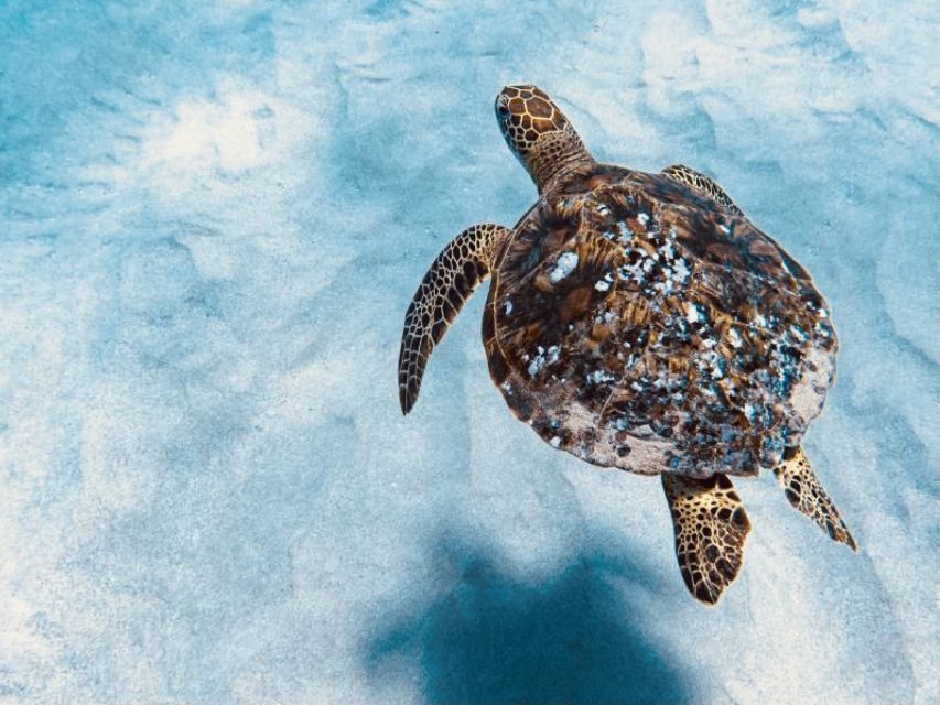 West Oahu: Dolphin Watching and Snorkeling Catamaran Cruise - Inclusions and Price Information