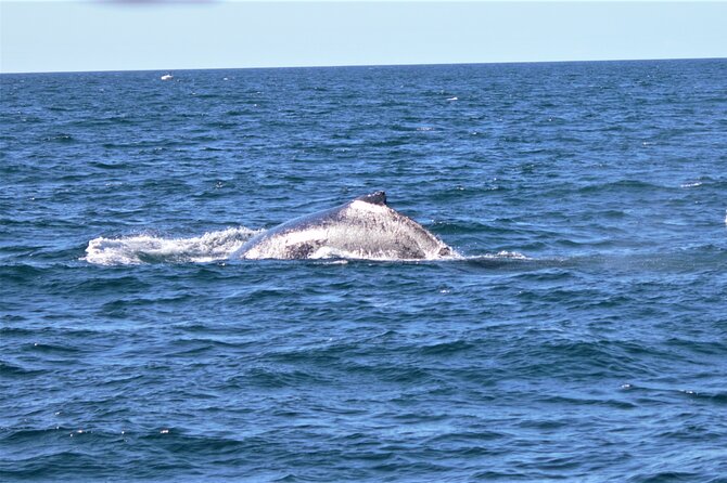 Whale Watching Australia Experience (3hours) - Free Admission Ticket