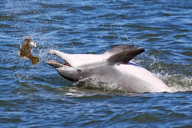 Wild Pony Watching Boat Tour From Chincoteague to Assateague - Traveler Experiences and Reviews