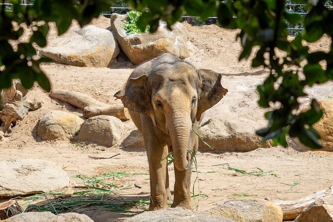 Wild Tales - Elephants at Melbourne Zoo - Booking Confirmation and Cancellation Policy