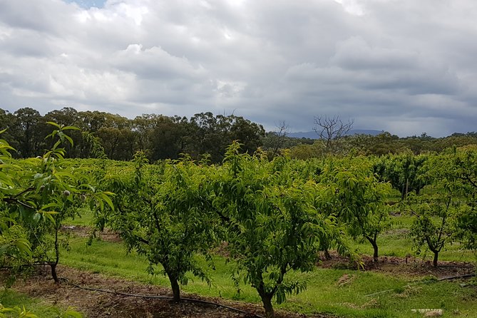 Yarra Valley Wineries and Rayners Orchard Tour From Melbourne - Pricing Details