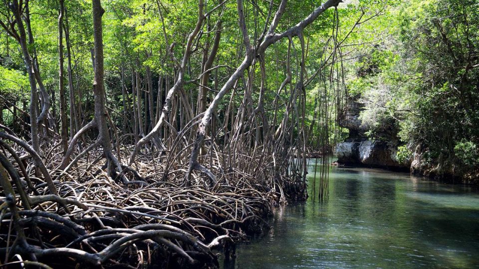 3in1: Los Haitises N P + Yanigua Waterfall + Montaña Redonda - Key Points