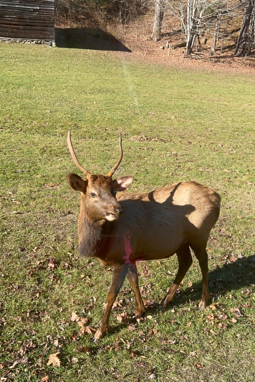 4 HR. Guided Safari Jeep Eco, ELK Wilderness Adventure - Key Points