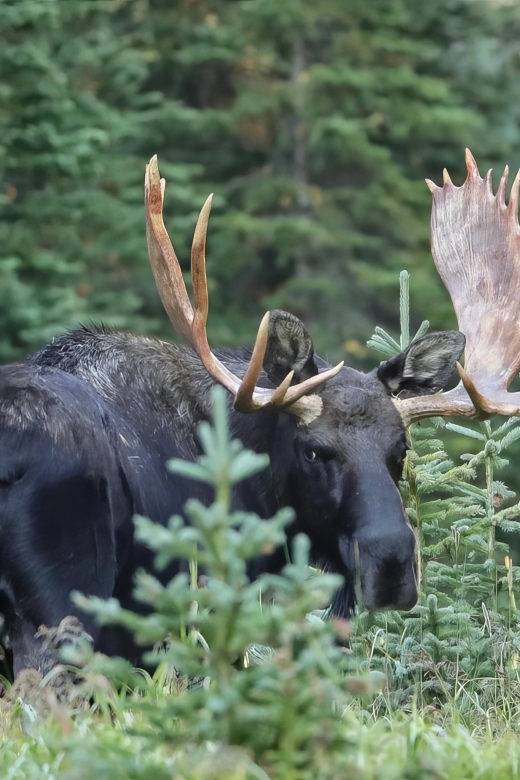 3/4 Day RMNP Mtn to Sky+Bear Lake Rd Tour-RMNPhotographer - Meeting Point and Guide Information