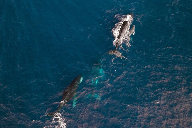 Abrolhos Islands Scenic Flyover - Booking and Reservation Details