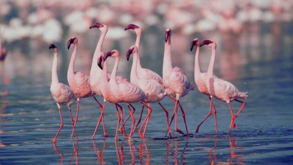 Ahmedabad: 3-Day Little Rann of Kutch Private Wildlife Tour - Important Information