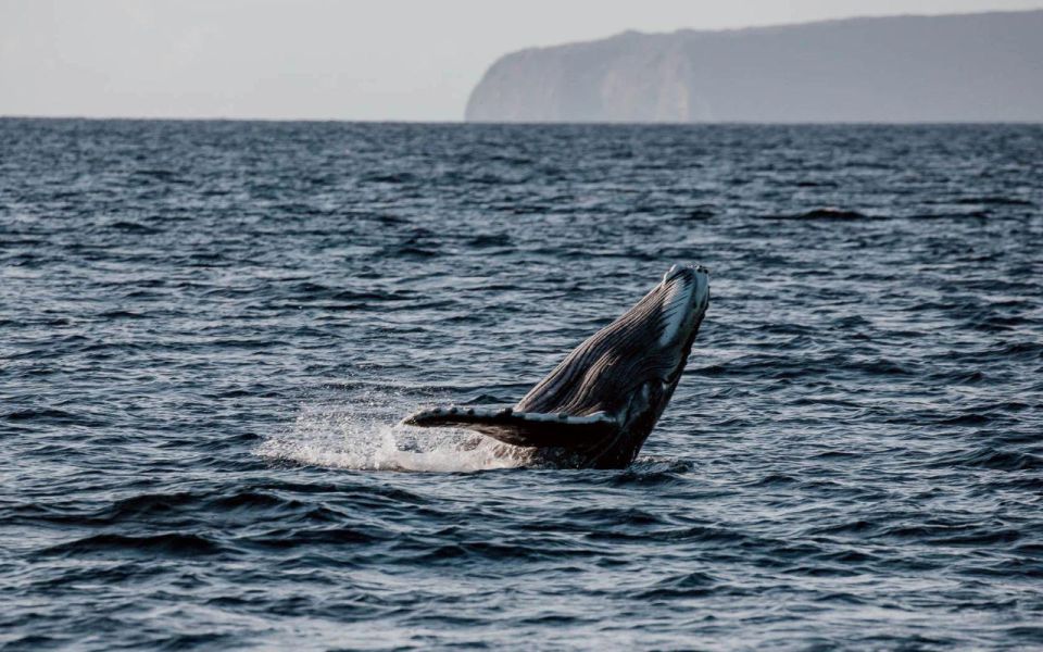 Alii Nui Maui Whale Watch Catamaran Sail - Highlights