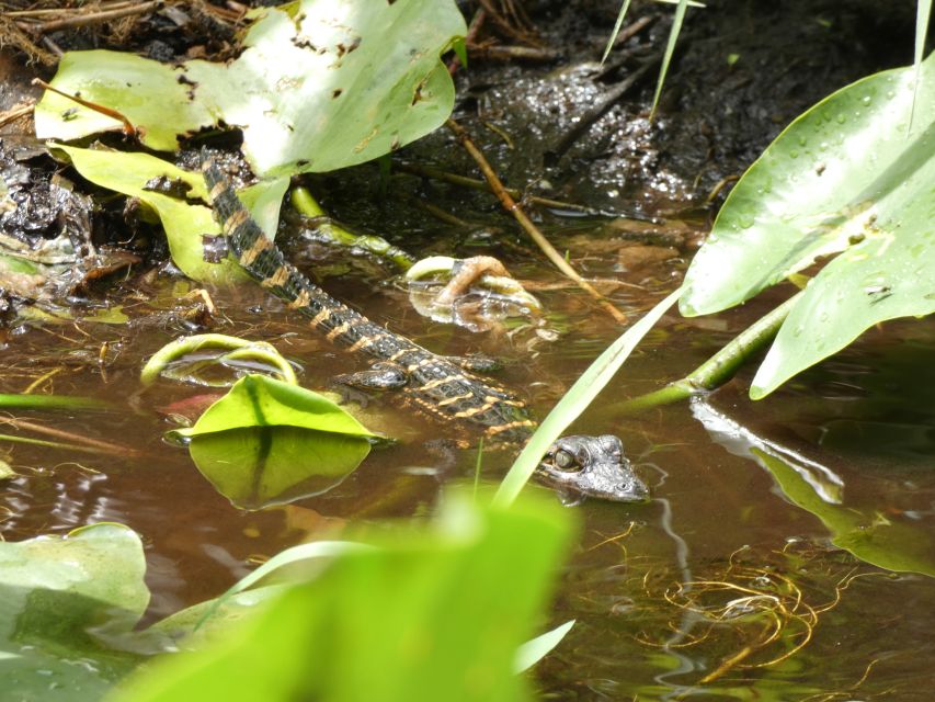 Blackwater Creek: Exclusive Nature Escape Kayak Adventure - Safety Briefing