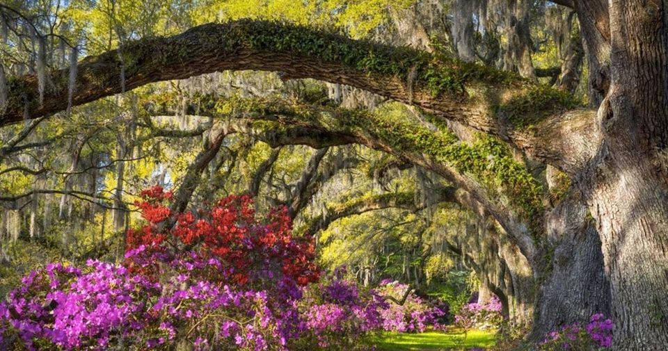 Charleston: Magnolia Plantation Entry & Tour With Transport - Inclusions and Meeting Point
