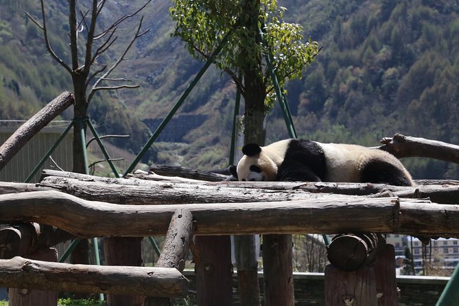 Chengdu Panda Tour or Dujingyan Base Option Panda Keeper - Local Cuisine and Dining Experiences