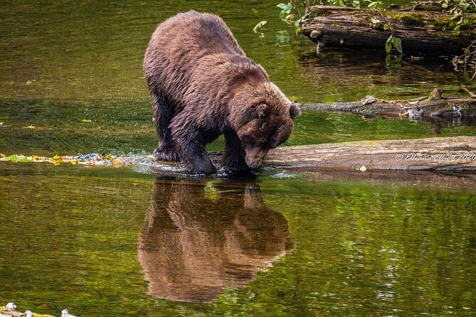 Chichagof Island Tour: Brown Bear Search - Sum Up