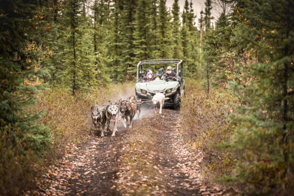 Fairbanks: Fall Cart Adventure Pulled by a Sled Dog - Dressing for the Adventure