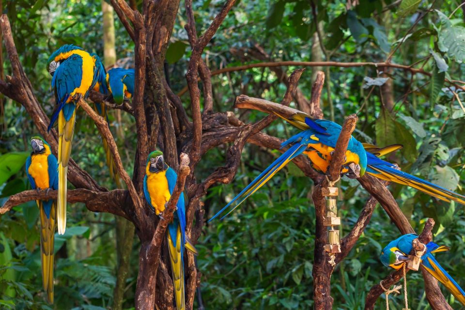 Foz Do Iguaçu: Bird Park Experience - Additional Experience Details