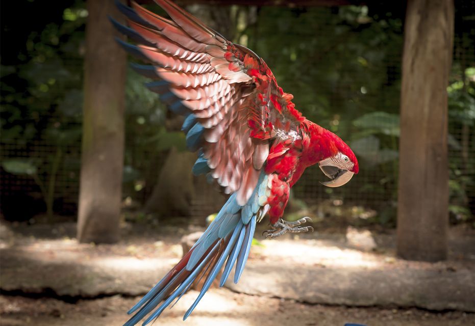 Foz Do Iguaçu: Bird Park Tour With Tickets - Reservation Details