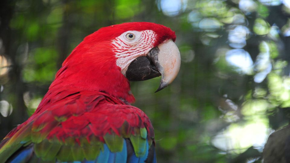 Foz Do Iguaçu: Brazilian Side of the Falls Bird Park - Reviews and Ratings