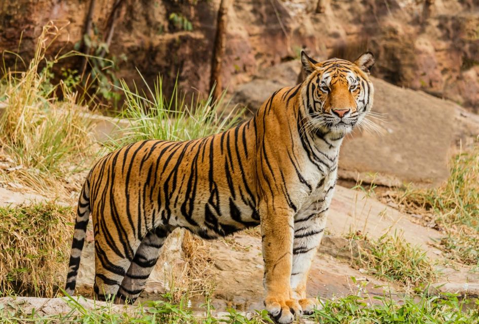 From Delhi: Private 3-Day Ranthambore Wildlife Safari Tour - Optional Upgrades and Add-Ons