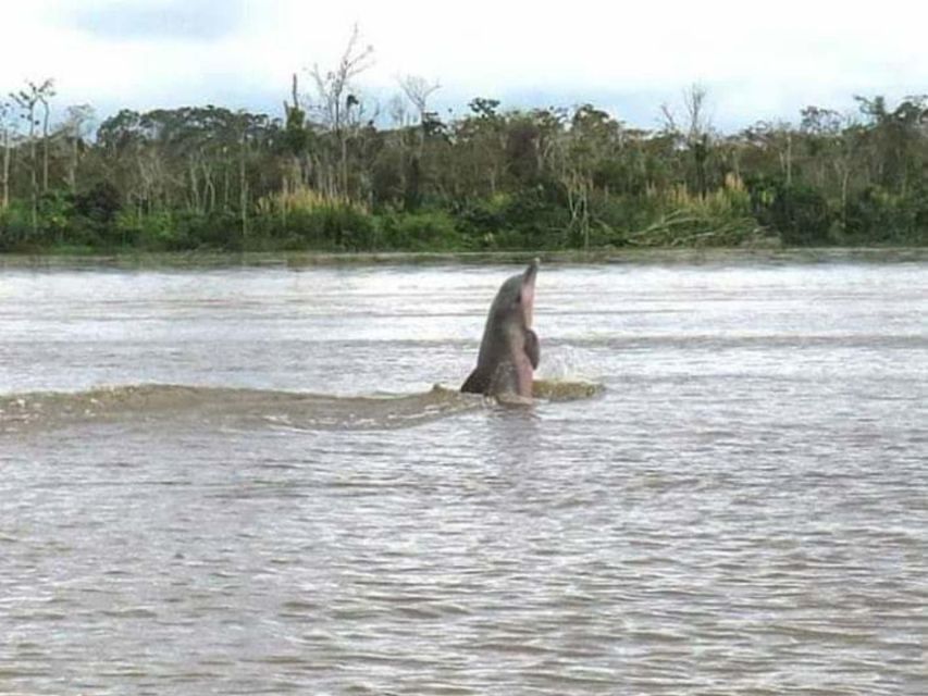 From Iquitos || 4 Day Yanayacu River Tour With Bird Watching - Inclusions and Exclusions