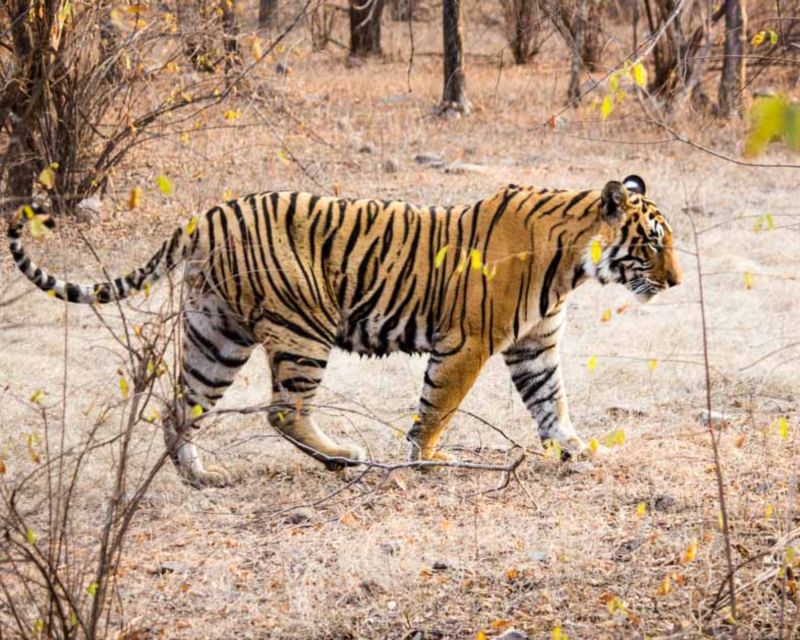 From Jaipur: Guided Ranthambore Tour With Cab - Important Guidelines and Restrictions