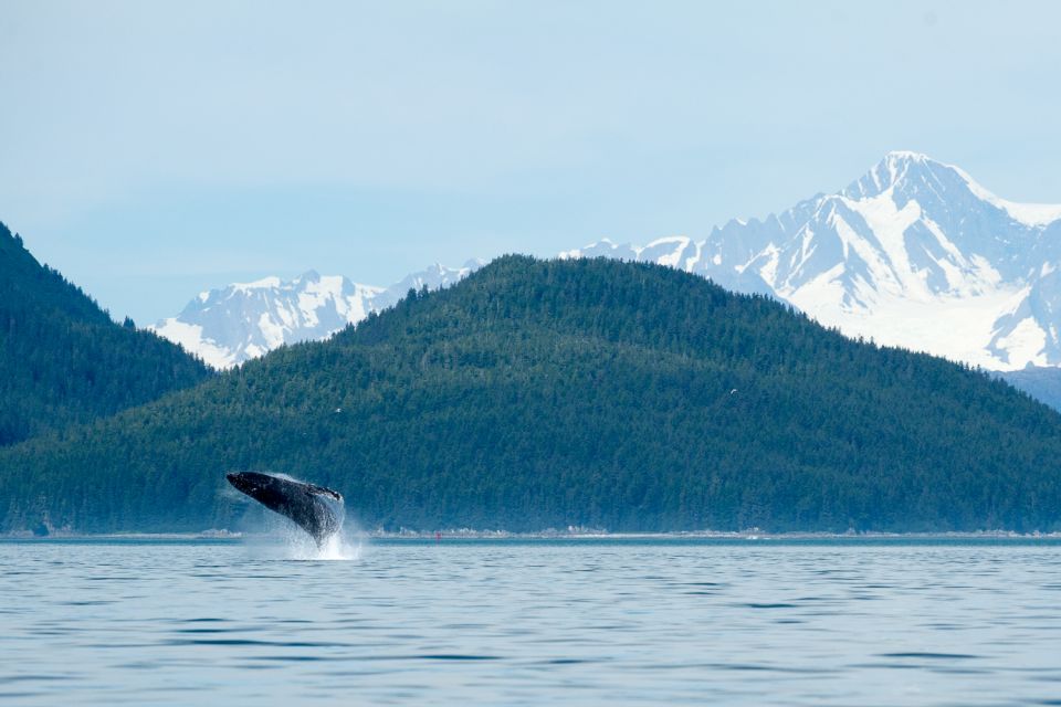 From Juneau: Whale Watching Cruise With Snacks - Meeting Point and Important Details