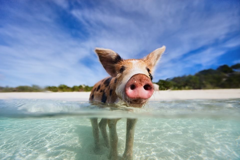 From Nassau: Exuma Swimming Pigs, Sharks and More - Booking Information