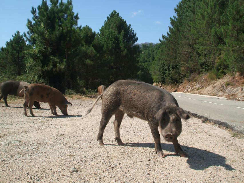 From Porto Vecchio: Corsica Mountain Tour - Important Information