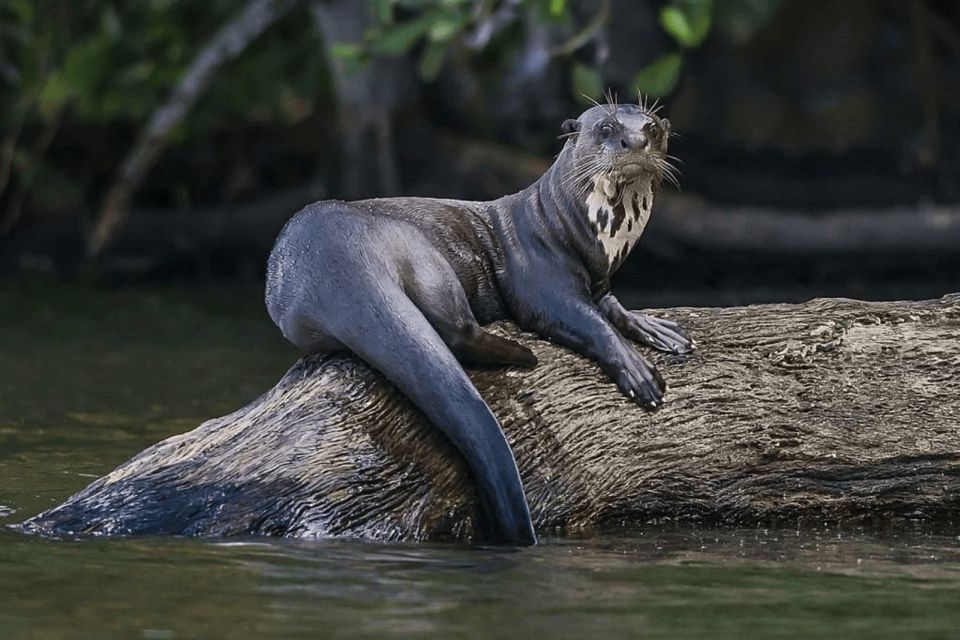 From Puerto Maldonado: Sandoval Lake + Macaw Clay Lick 4-Day - Directions and How to Book