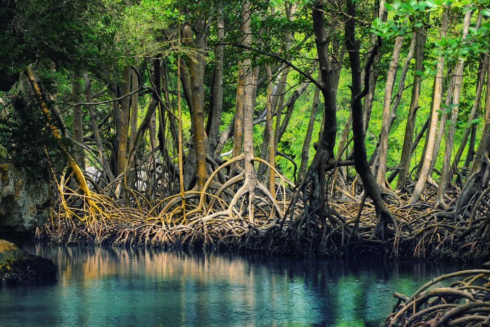 From Punta Cana: Los Haitises & Caño Hondo Private Boat Tour - Tour Details