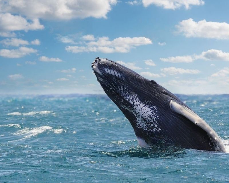 From Punta Cana: Samana Cayo Levantado / Whales - Itinerary Details