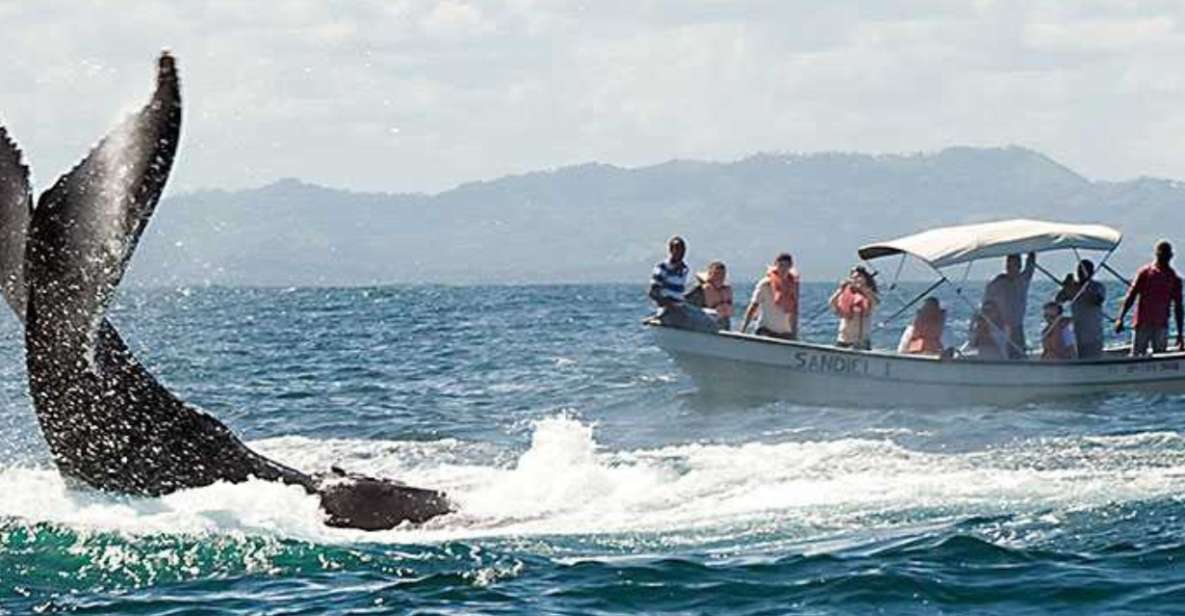 From Punta Cana: Samana Cayo Levantado / Whales - Common questions