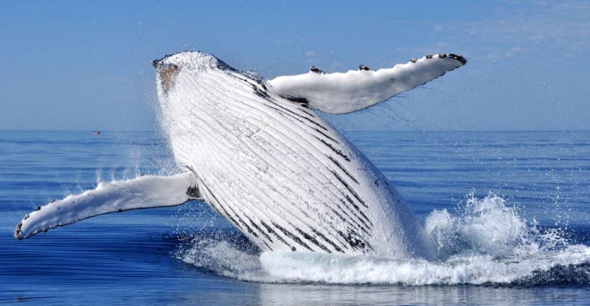 From Punta Cana: Whale Watching and Montana Redonda Tour - Important Information