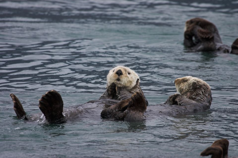 From Valdez: 7.5-hour Meares Glacier & Wildlife Cruise - Review Summary