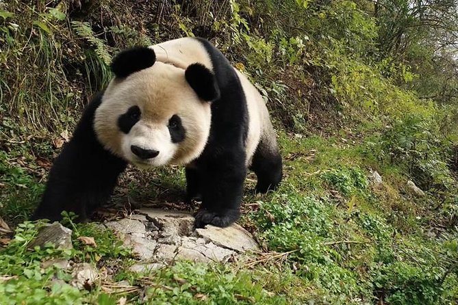 Giant Panda and Buddha 1 Day Tour - Cancellation Policy