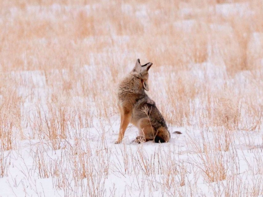 Grand Teton National Park: 4-Hour Guided Wildlife Adventure - Customer Reviews and Ratings