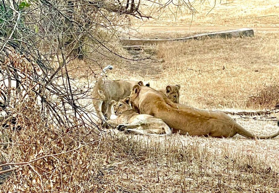 Gujarat: Gir National Park Guided Jeep Safari - Restrictions and Closure