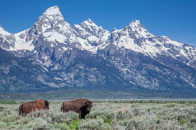 Half-Day Grand Teton Wildlife Safari Private Tour - Directions