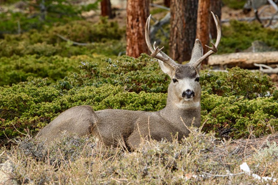 Half-Day RMNP Mountains to Sky Tour-RMNPhotographer - Meeting Point