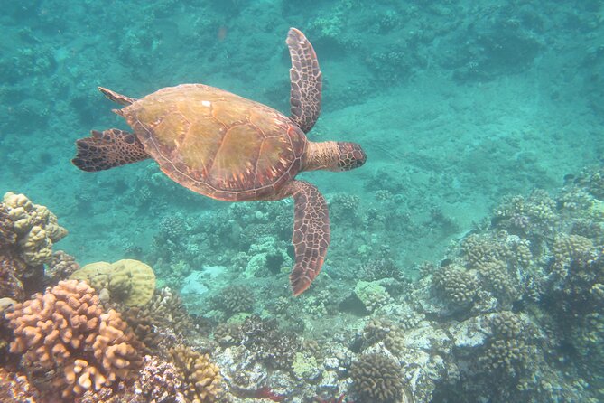 Hawaiian Canoe Sailing Experience in Maui - Background Information