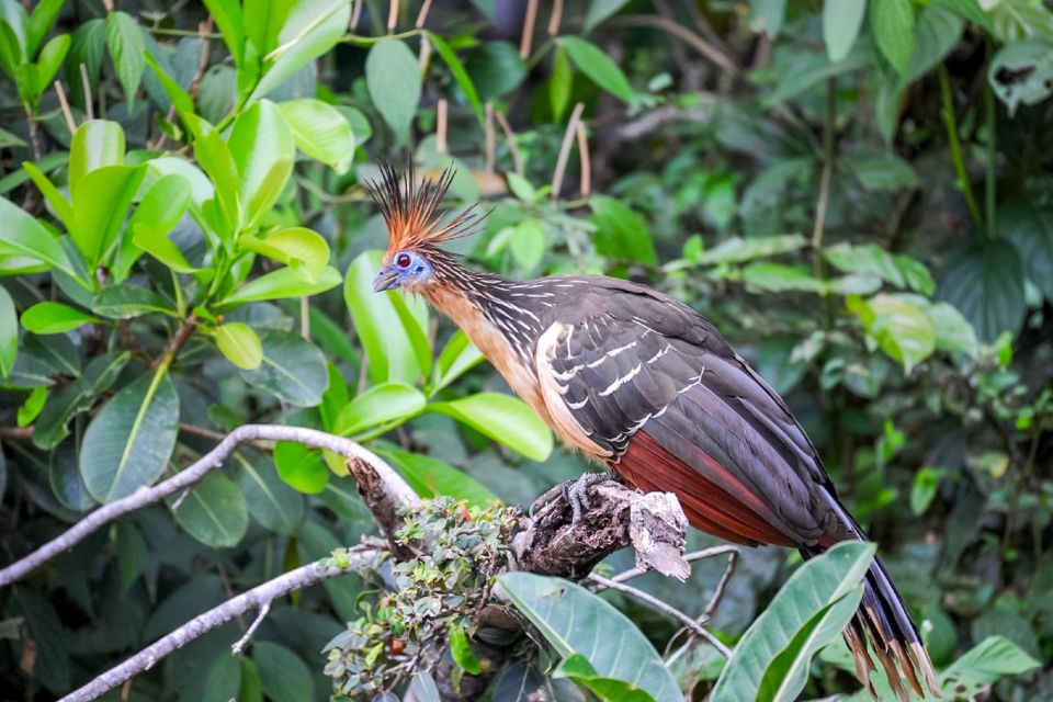 Iquitos: Amazon River Full Day Guided Tour - Additional Information