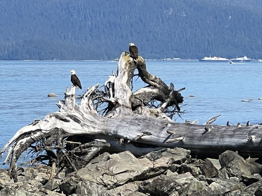 Juneau: Rainforest Photo Safari on a Segway - Customer Reviews and Cost