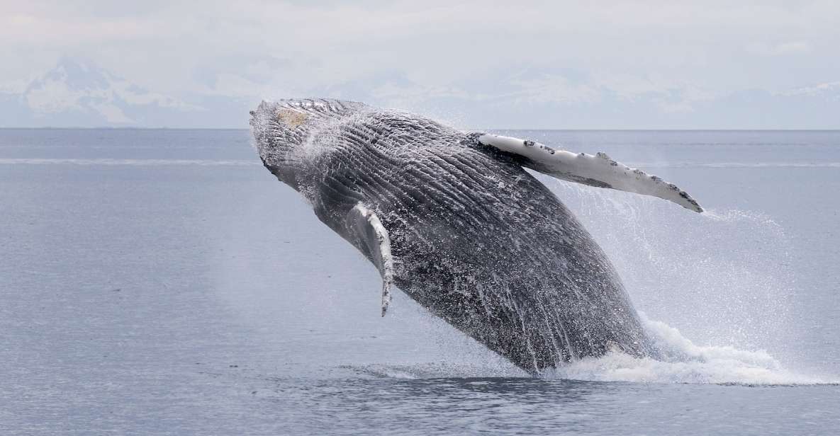 Juneau: Whale Watching and Wildlife Cruise With Local Guide - Boat Features and Comfort