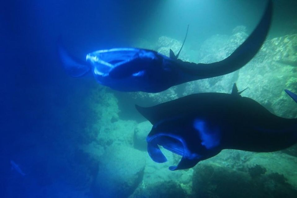 Kailua-Kona: Manta Ray Night Snorkel With Wetsuit - Restrictions