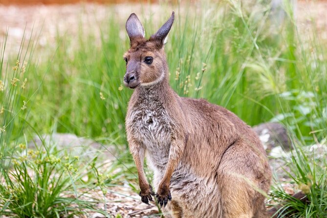 Kangaroo Experience at Healesville Sanctuary - Excl. Entry - Common questions