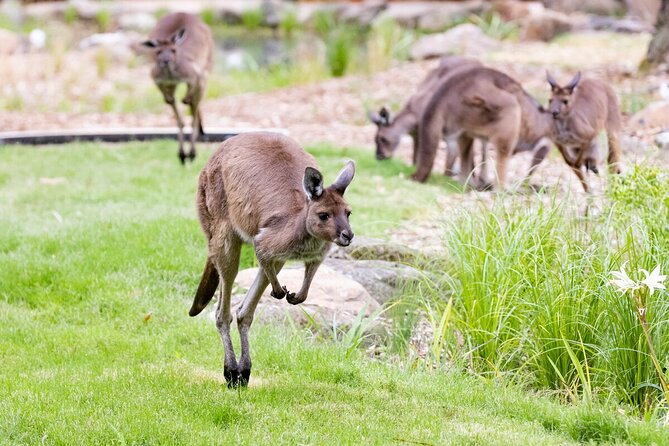 Kangaroo Experience at Melbourne Zoo - Excl. Entry - Pricing and Cancellation Policy