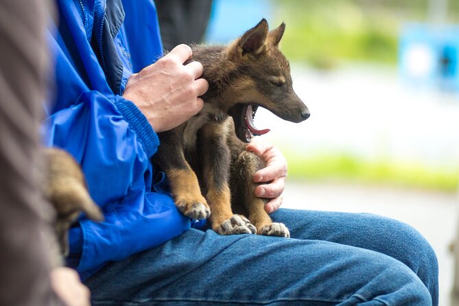 Kennel Tour and Dog Sled Ride - Multimedia Presentation