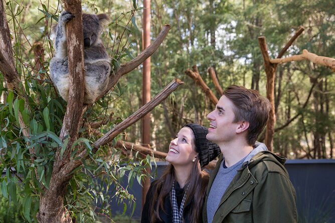 Koala Experience at Healesville Sanctuary - Excl. Entry - Additional Information