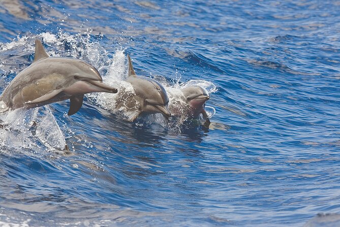 Kona, Hawaii: Whale-Watching Tour on a Catamaran  - Big Island of Hawaii - Safety Measures